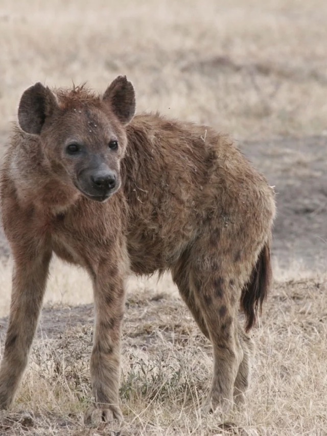 A spotted hyena standing in dry grassland in Kenya