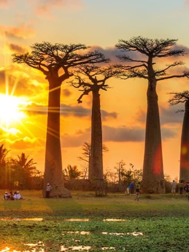Baobab trees at sunset along the Avenue of the Baobabs in Madagascar