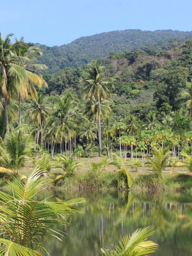 Palm trees and rainforest reflected in a lake in Brazil